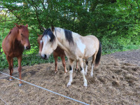 Vente de cheval : Popcorn la Fantasia